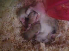 ハムスターの子ども。４