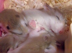 ハムスターの子ども。８