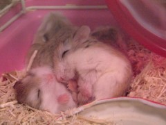 ハムスター寝込み。