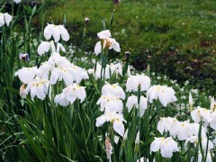 雨に濡れるもよし