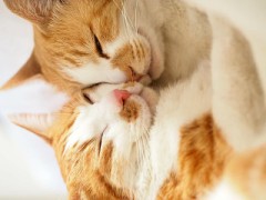 【お題日記】自分を動物に例えるなら