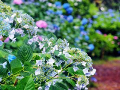 そろそろ紫陽花も終わり