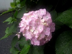 あじさい…。