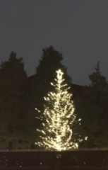 明治学院大学のツリー