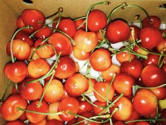 さくらんぼ[さくらんぼ]