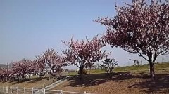 これって必要なの？･･･まさしくサクラさん(笑)