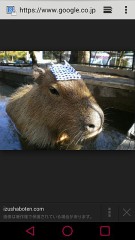 【お題日記】犬・猫以外で飼ってみたい動物