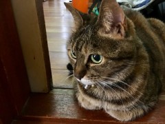 ニャンコ旅立つ