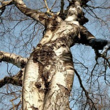 【お題日記】理想の身体って、どんなカラダ？