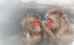 たまには温泉旅行にいって、癒されたい