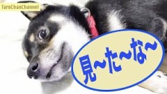 【お題日記】あなたの好きな動物