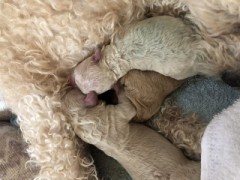 深夜 プードルの赤ちゃんが生まれました。