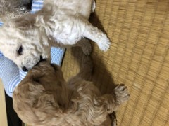 産まれたてミニプードル
