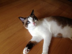 【お題日記】宝くじが100万円当たったら何に使う？