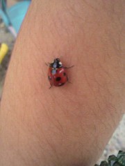 幸せのてんとう虫