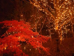 イルミネーション