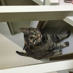 【お題日記】お気に入りの動物動画貼って♪