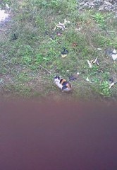 裏の畑にネコが