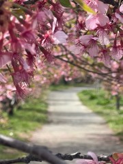 【お題日記】今年の花見の予定は？