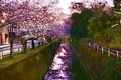 【お題日記】子供の頃悪気なくやっちゃってた事