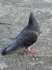 【お題日記】ゴールデンウィークの予定は？