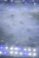 【お題日記】家で何か育ててる？