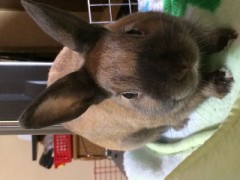 【お題日記】可愛すぎる動物