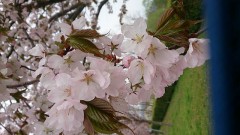やっと、桜が満開。