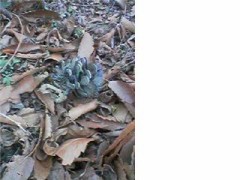 。。。抜けない^^;