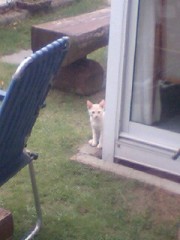 朝からﾆｬﾝﾆｬﾝ((ﾉｪ`*)っ))