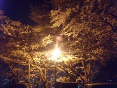 夜桜２