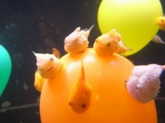 今日は七夕☆ミ