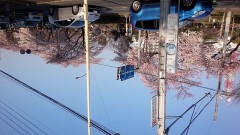 【お題日記】「卒業×桜」な思い出