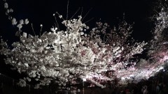 1,136年前に没す文豪の慧眼を思ふ春