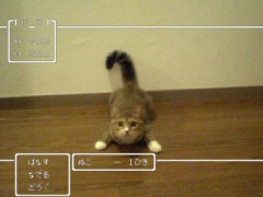 猫好きの貴女へ