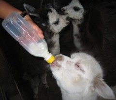 第4回 今日のアルパカちゃん