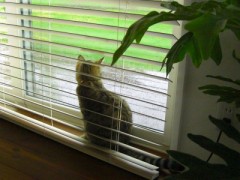 雨ばっかり(´；ω；｀)ぶわっ