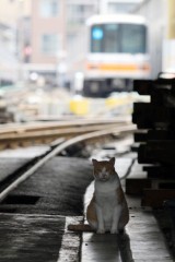 青春１８切符で旅行中