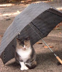 憂鬱な６月の始まり