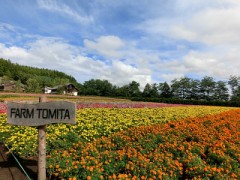 ファーム富田