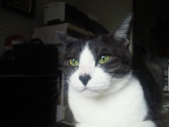 おはにゃんにゃん