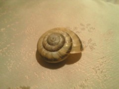 今回の獲物( 笑)