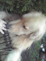 私を見つめる、誰かさん