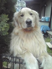 【お題日記】あなたは犬派？それとも猫派？