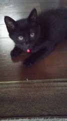 カラスに狙われた（続）