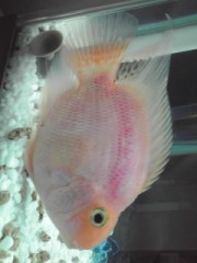 【お題日記】飼っている・飼っていた動物おしえて♪