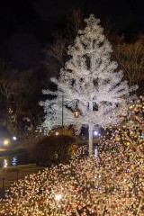 クリスマスツリー