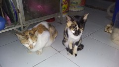 【お題日記】ズバリ！好きな動物は？