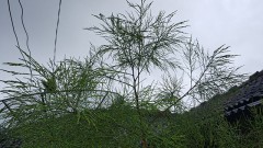 【お題日記】春と言えば？