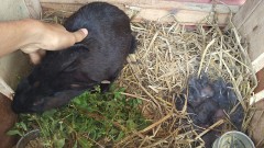 【お題日記】あなたの好きな動物